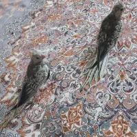 جوجه عروس هلندی