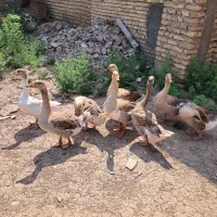 غاز و قو غاز