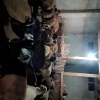 گوسفندفروشی ـ
