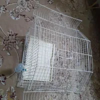 قفس پرنده
