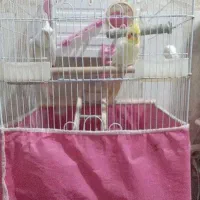 عروس هلندی