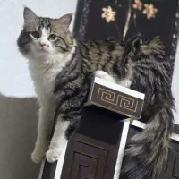 گربه خانگی|گربه|زرند, |دیوار