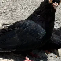 کبوتر