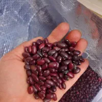 لوبیا قرمز