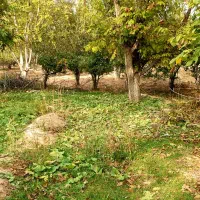 600 متر زمین داخل بافت روستا  به صورت چکی و نقدی