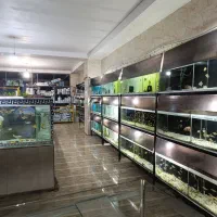 گوپی آکواریوم سیچیلایدپلنت گلدفیش لوچ فلاور کالر