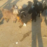 بزغاله