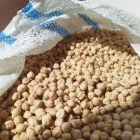 نخود درجه یک یک کاشت امسال