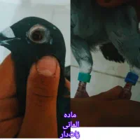 کبوتر یا کفتر یک جفت سبز