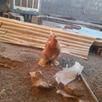 تخم مرغ برهما نطفه دار