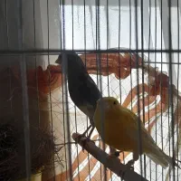 قناری جفت قرص