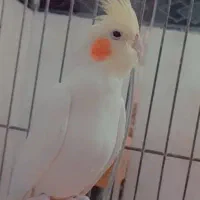 عروس هلندی نر