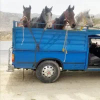 خریدوفروش اسب و مادیون