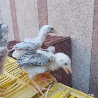 حیوانات مزرعه