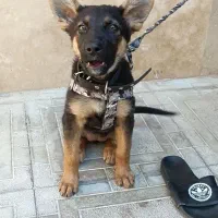 سگ ژرمن گارد
