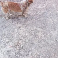 سگ‌پاکوتا