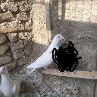 کبوتر آلمانی