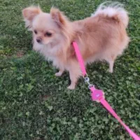 دو پامر روباهی ماده ریزاندام