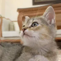 گربه نژاد دار اصیل