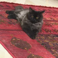 گربه زیبا و سلطنتی نژاد اسکاتیش