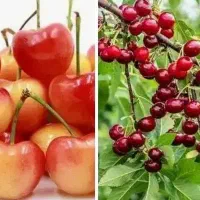 سرکارگر هستم اماده به کار گیلاس