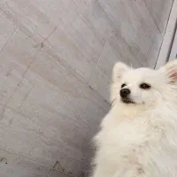 پامریین خرسی