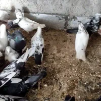 30تا کبوتر فقط 5میلیون