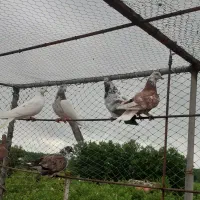 فروش کبوتر غریب گرفته
