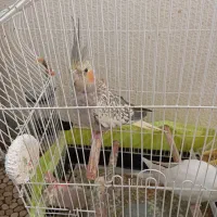 عروس‌هلندی‌|پرنده|ماهدشت, |دیوار