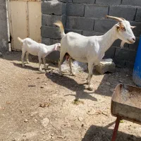 بزوکهره