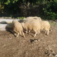 گوسفند زنده بره