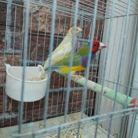 جفت فنچ گلدین