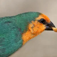 کرم میلورم خشک شده و زنده، خوراک پرنده