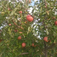سیب قالا درجه ۲ و آلو استنلی