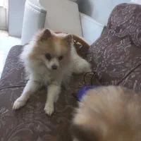 حیوان کالا نیست واگذاری میباشد فی۱۲تومن