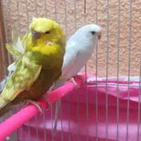 یک جفت مرغ عشق پروانه ای