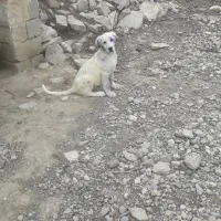 توله سگ ماده پژدر۷۰روزه از بهترین خط خونی