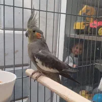 هلندی رام رام ماده