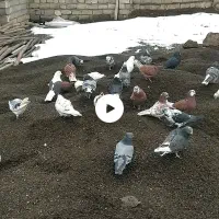 کبوتر پشدار سبز نر و کله بز نر