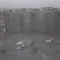 ۲۰جفت کبوتر همه بشرط پرش
