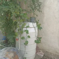 فروش گل‌های اپارتمان