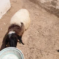 یک عدد گوسفند
