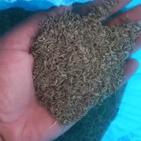 کرابیه زیره سبز