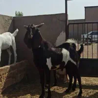 بز با کره