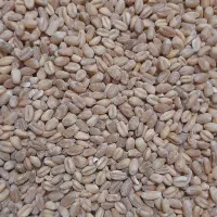 گندم بوجاری نشده