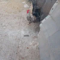 خروس