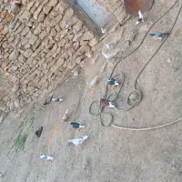 کبوتر