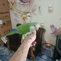 دوتاراهب ماده سالم وسرحال