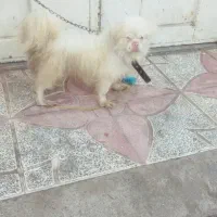 سگ پاکوتاه عروسکی پیکینزامپریال