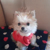 پامر عروسکی فسقلی